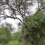 Prosopis affinis Habit