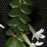 Angraecum distichum Kvet