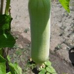 Luffa cylindrica Fruit