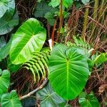 Philodendron davidsonii Folha