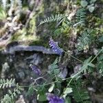 Vicia villosaBlomst