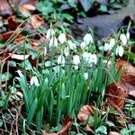 Galanthus nivalis Plante entière