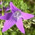 Campanula patula Flower