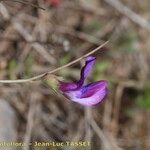 Lathyrus angulatus Цветок