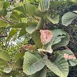 Coussapoa villosa Leaf