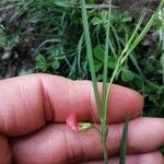 Lathyrus sphaericus Flower