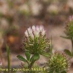 Trifolium lappaceum Λουλούδι