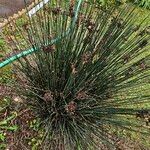 Juncus acutus Habit