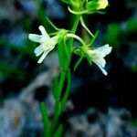 Linaria chalepensis ഇല
