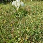 Ornithogalum arabicum Hábitos