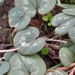 Cyclamen coum Лист