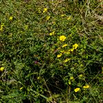 Potentilla inclinata പുഷ്പം