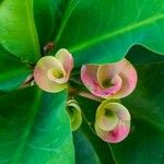 Euphorbia miliiফুল