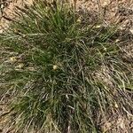 Carex halleriana Blomma
