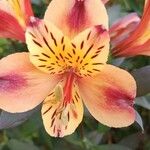 Alstroemeria aurea Fleur