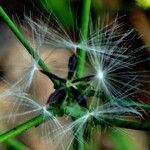 Lactuca muralis Vrucht