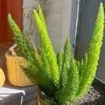 Asparagus densiflorus叶