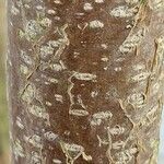 Corylus avellana Bark