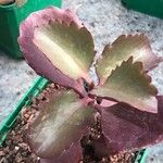 Kalanchoe sexangularis Leaf