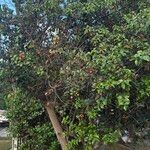 Prunus ilicifolia ശീലം