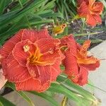 Hemerocallis fulvaFlower