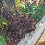 Plectranthus scutellarioides Yaprak