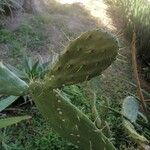 Opuntia stricta 葉