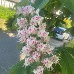 Aesculus hippocastanum Flower