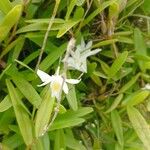 Dendrobium crumenatum Flower