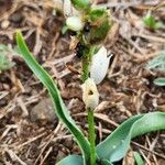 Chlorophytum tuberosum Blatt