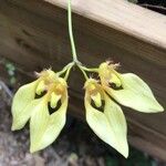 Bulbophyllum longiflorum Květ