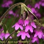 Primula matthioli Flower