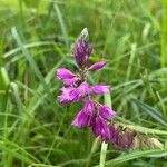 Polygala comosaКвітка