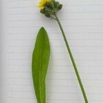 Pilosella caespitosa Flower