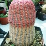 Echinocereus rigidissimus 叶