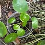 Pilea peperomioides Лист