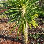 Pachypodium geayi Συνήθη χαρακτηριστικά