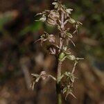 Neottia cordata Blodyn