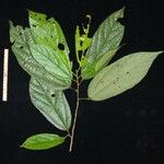 Quararibea bracteolosa Otro
