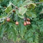 Torminalis glaberrimaFruit