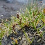 Poa pauciflora Hábito