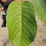 Annona senegalensis Leaf
