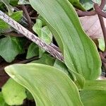 Cephalanthera damasonium Leaf