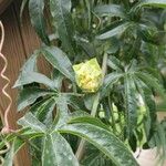Passiflora caerulea Fiore