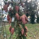 Picea abies Плод