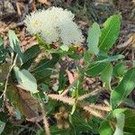 Angophora hispida ᱵᱟᱦᱟ