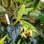 Cattleya mooreana Hábito