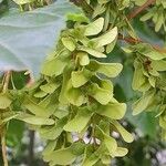 Acer davidii Fruit