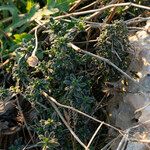 Lithodora hispidula Habit