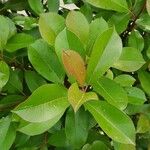Photinia serratifolia Lapas